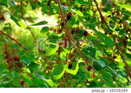樹木 クワ クワ科の写真素材 樹木 クワ クワ科の写真素材