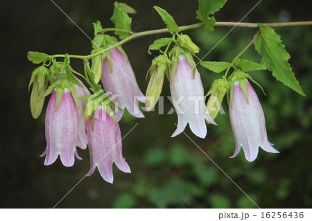 ほたるぶくろ ほたるぶくろ 16256436