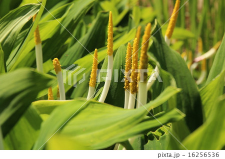 筑波実験植物園のオロンティウム・アクアティクム 筑波実験植物園のオロンティウム・アクアティクム 16256536