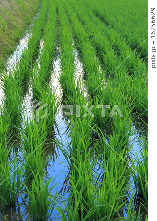 夕暮れ空を映す水田 16256629