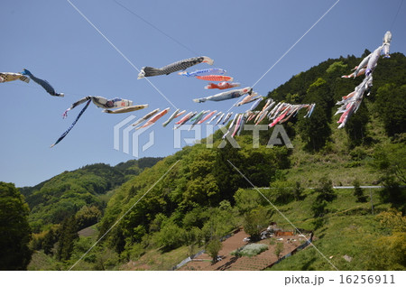 神奈川県相模原市佐野川の鯉のぼり 神奈川県相模原市佐野川の鯉のぼり 16256911