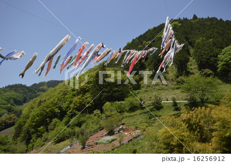 神奈川県相模原市佐野川の鯉のぼり 神奈川県相模原市佐野川の鯉のぼり 16256912