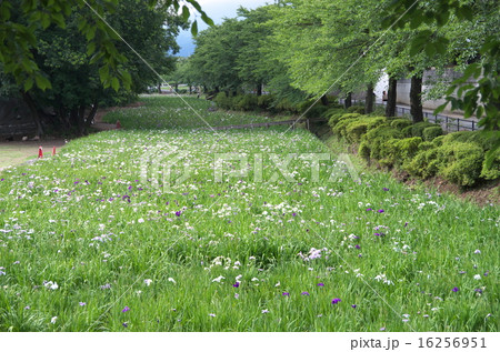 赤堀花しょうぶ園 赤堀花しょうぶ園 16256951