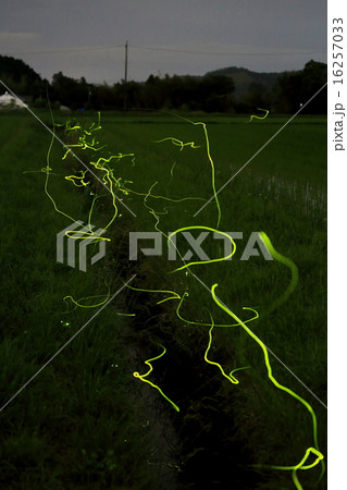 ゲンジボタル乱舞 16257033