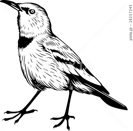 Pander's Ground Jay 16257345