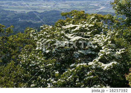 ヤマボウシ ヤマボウシ 16257392