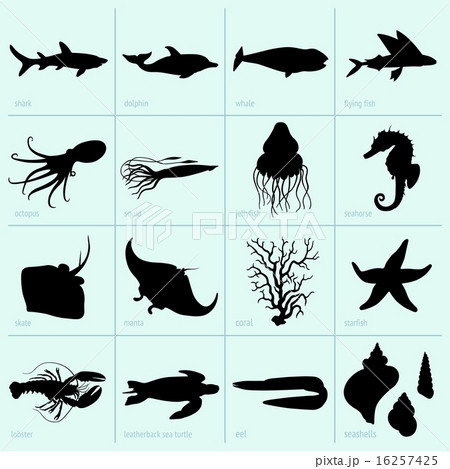 Sea animals Sea animals 16257425