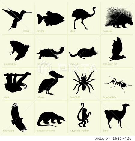 Animals of South America Animals of South America 16257426