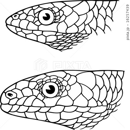 Skinkのイラスト素材