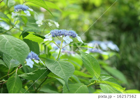 アマチャ 16257562