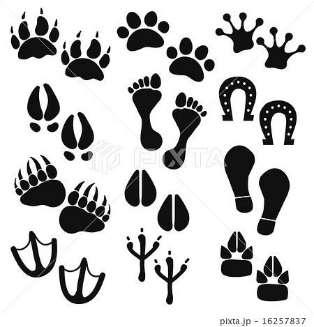 Traces of animals, birds, people Traces of animals, birds, people 16257837