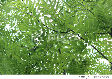 エンジュ 16257859