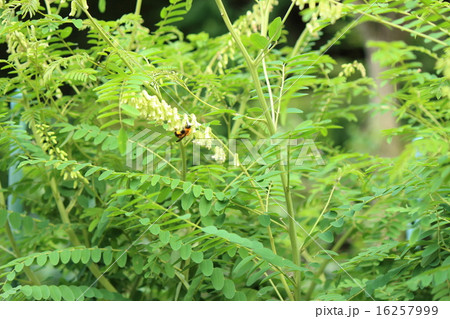 クララ  クララ  16257999