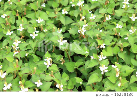 どくだみ 16258130