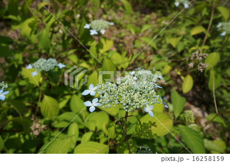 山紫陽花 山紫陽花 16258159