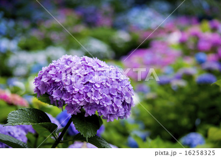 あじさい 16258325