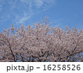 桜 16258526
