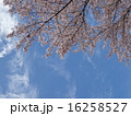 桜 16258527