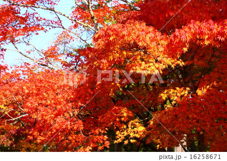 紅葉 16258671