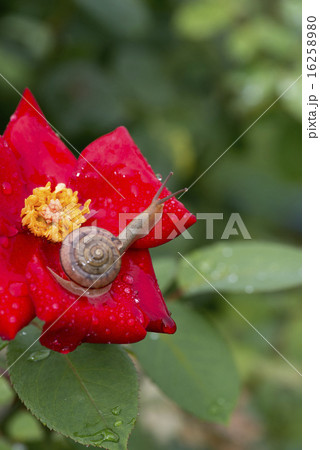 薔薇とカタツムリ 縦 薔薇とカタツムリ 縦 16258980