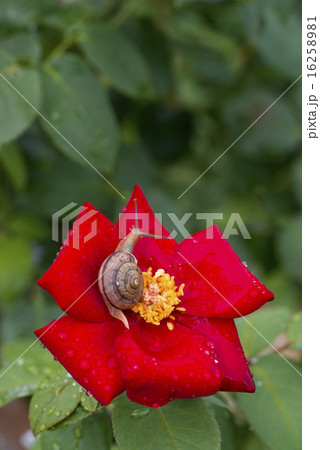 薔薇とカタツムリ 縦 薔薇とカタツムリ 縦 16258981