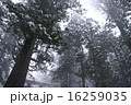 雪化粧の杉 16259035