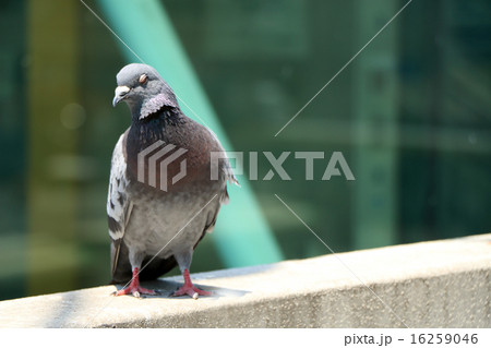 街中 鳩 街中 鳩 16259046
