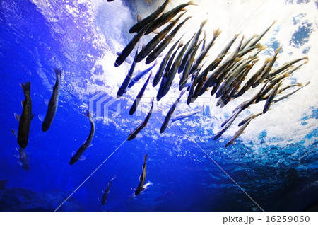 魚の群れ 16259060