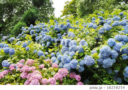 善峯寺の紫陽花 16259254