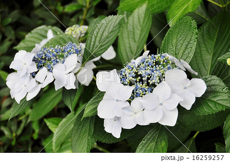 善峯寺の紫陽花 善峯寺の紫陽花 16259257