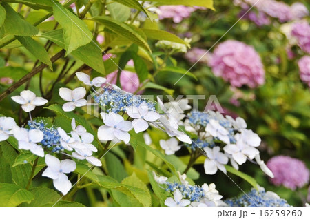 善峯寺の紫陽花 16259260