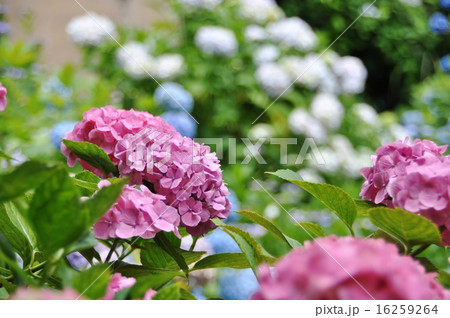 善峯寺の紫陽花 善峯寺の紫陽花 16259264