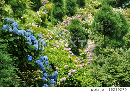 善峯寺の紫陽花 善峯寺の紫陽花 16259279
