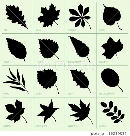 Leaves 16259335