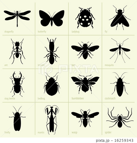 Insects 16259343