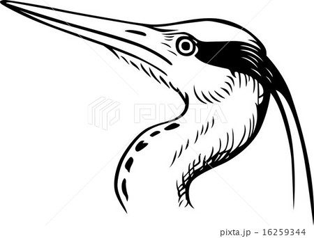 Head of a Bird 16259344