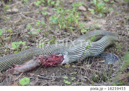 獲物を飲み込もうとするアオダイショウ（埼玉県寄居町） 16259455