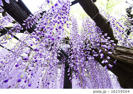 静岡県 磐田市 熊野の長藤 16259504