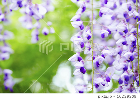 静岡県 磐田市 熊野の長藤 静岡県 磐田市 熊野の長藤 16259509