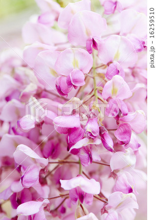 静岡県 磐田市 熊野の長藤 16259510