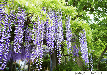 静岡県 磐田市 熊野の長藤 16259516