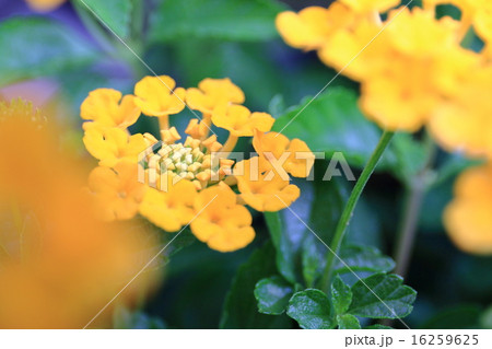 ランタナ 16259625