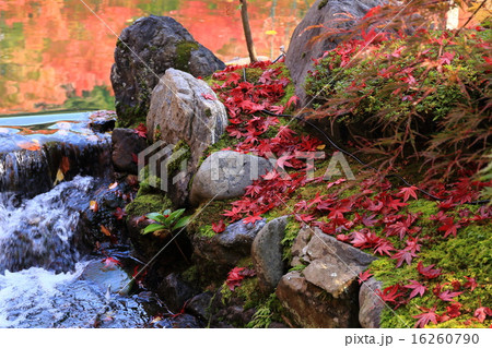 禅林寺　秋の庭園 16260790