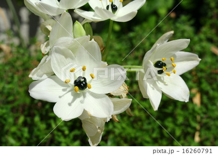 オーニソガラム　 16260791