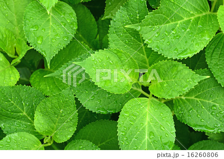新緑と水滴 16260806