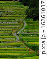 坂元棚田 16261037