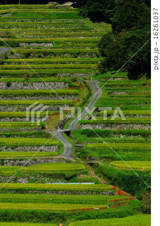 坂元棚田 16261037