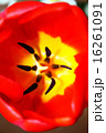 Tulip macro 16261091