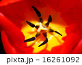 Tulip closeup 16261092