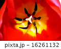 Tulip macro 16261132